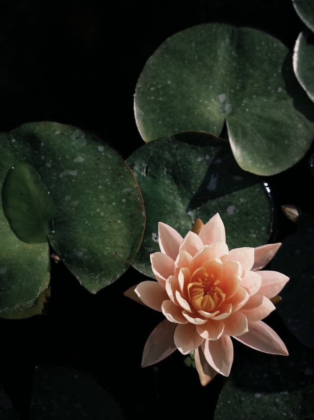 Bilde fra Italia: lotusblomst